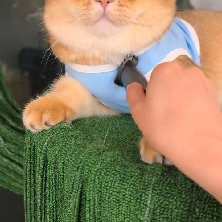 Cat Prank Fake Knife Fun - Cutier Store