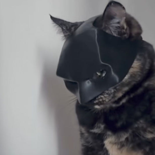 Bat Cat Halloween Gift Mask - Cutier Store