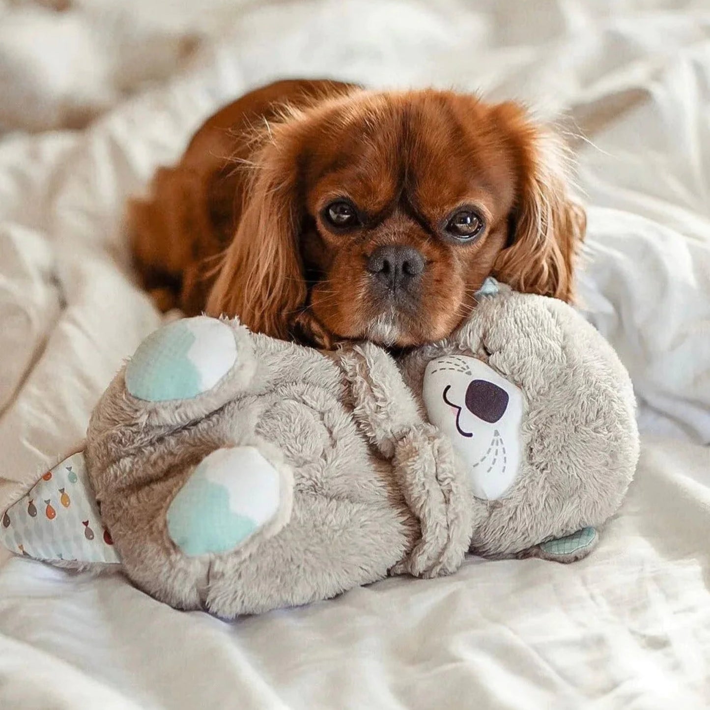 CutierStore® Buddy - Cutier Store