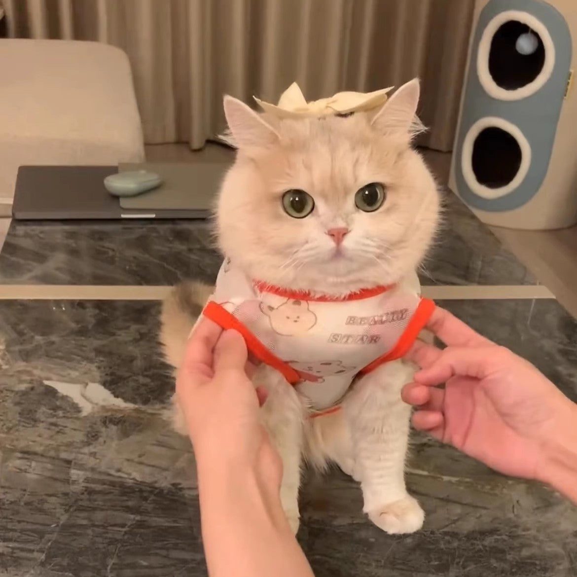 Cat Gold Gradual Spring And Autumn Anti-hair Clothes - Cutier Store