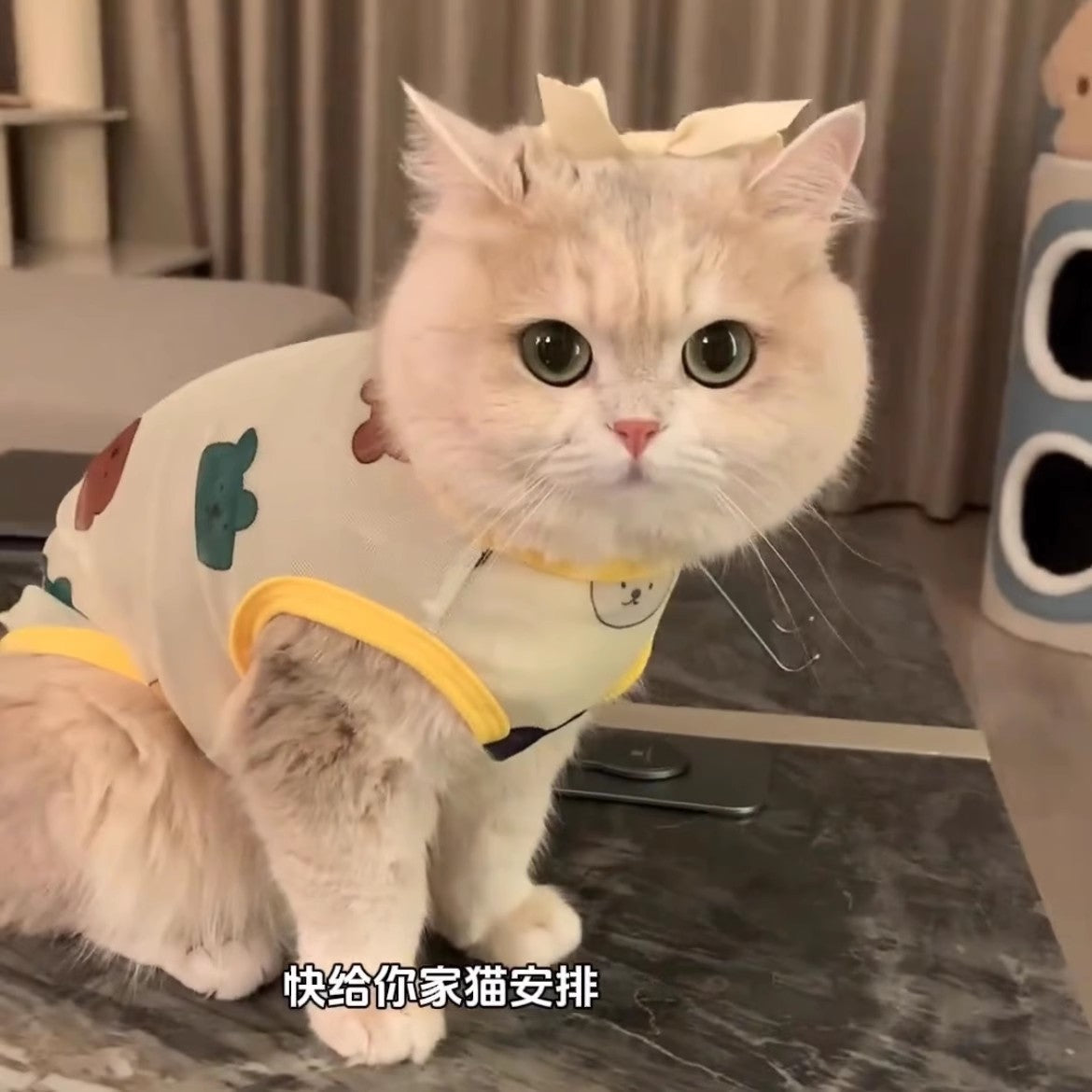 Cat Gold Gradual Spring And Autumn Anti-hair Clothes - Cutier Store