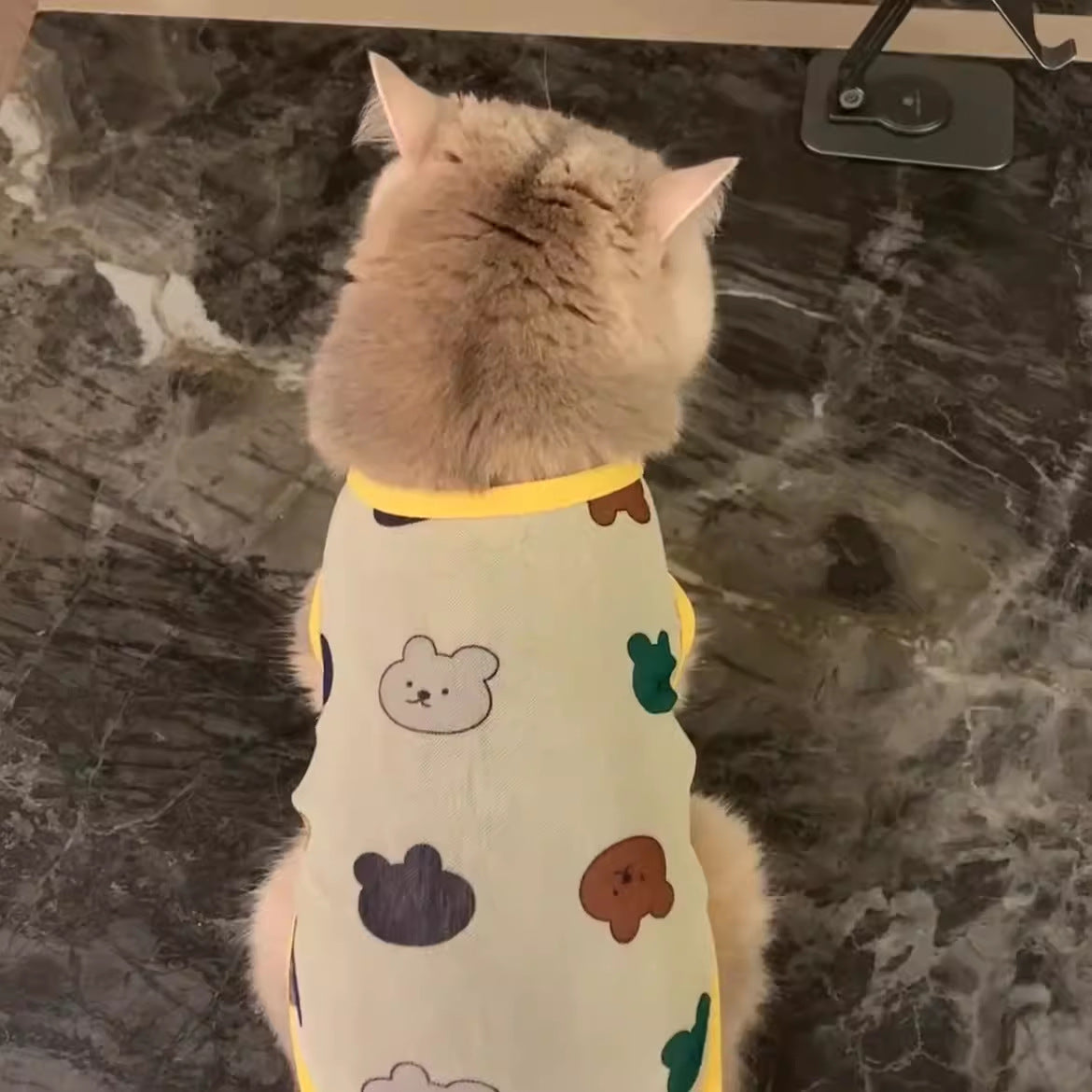 Cat Gold Gradual Spring And Autumn Anti-hair Clothes - Cutier Store