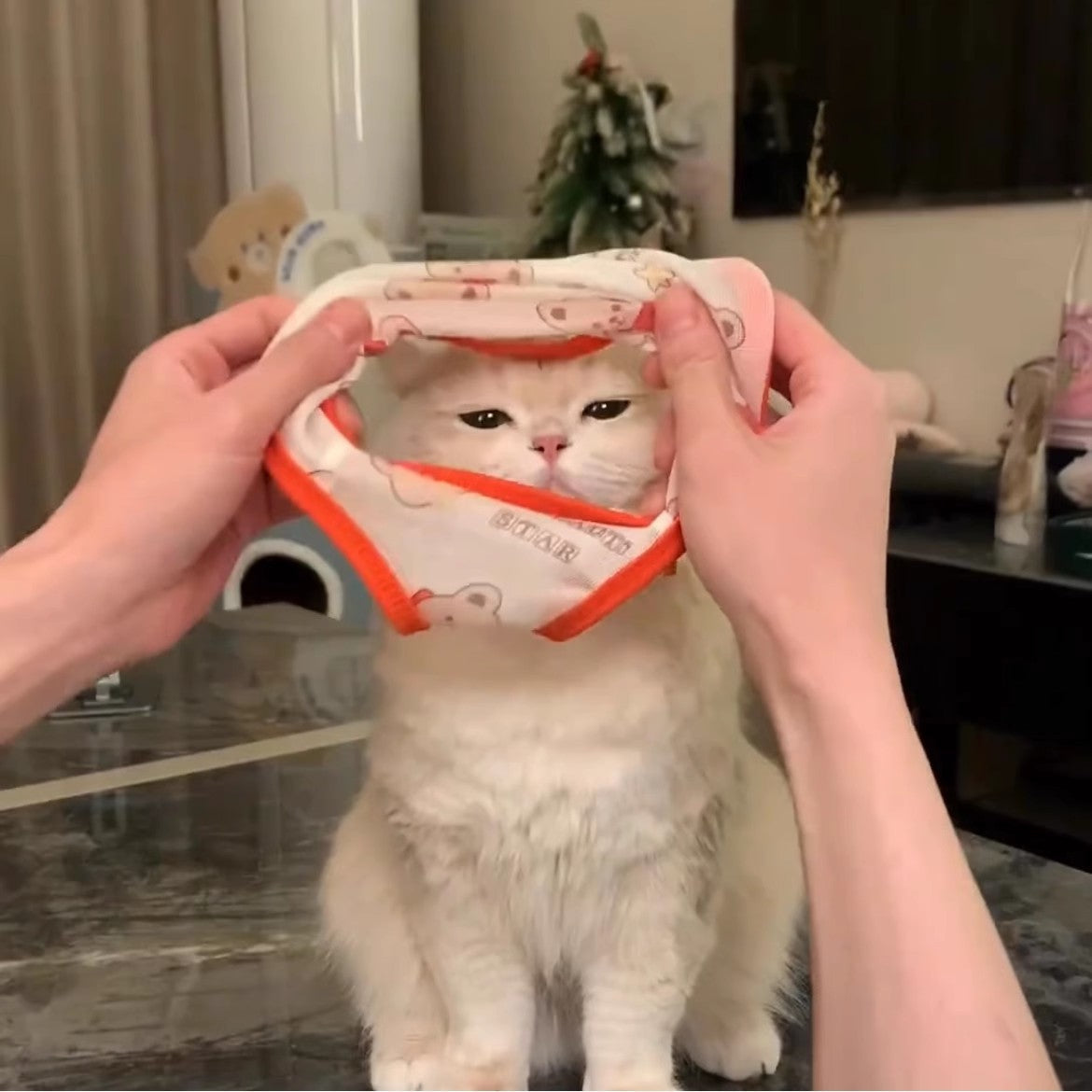 Cat Gold Gradual Spring And Autumn Anti-hair Clothes - Cutier Store