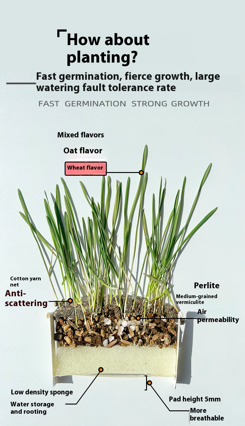 Organic cat Grass - Cutier Store