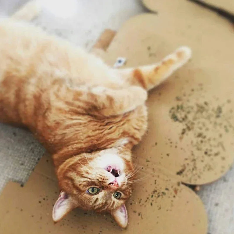 100% Organic Natural Catnip – Fun & Healthy Treat for Cats - Cutier Store