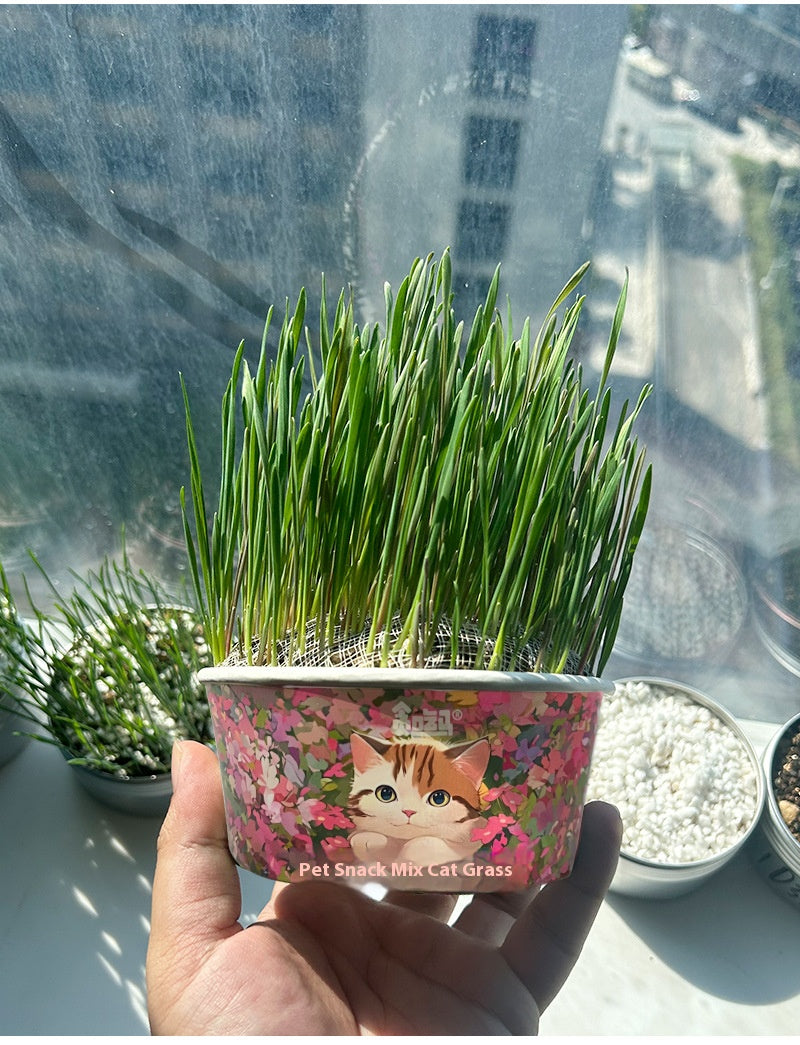 Organic cat Grass - Cutier Store