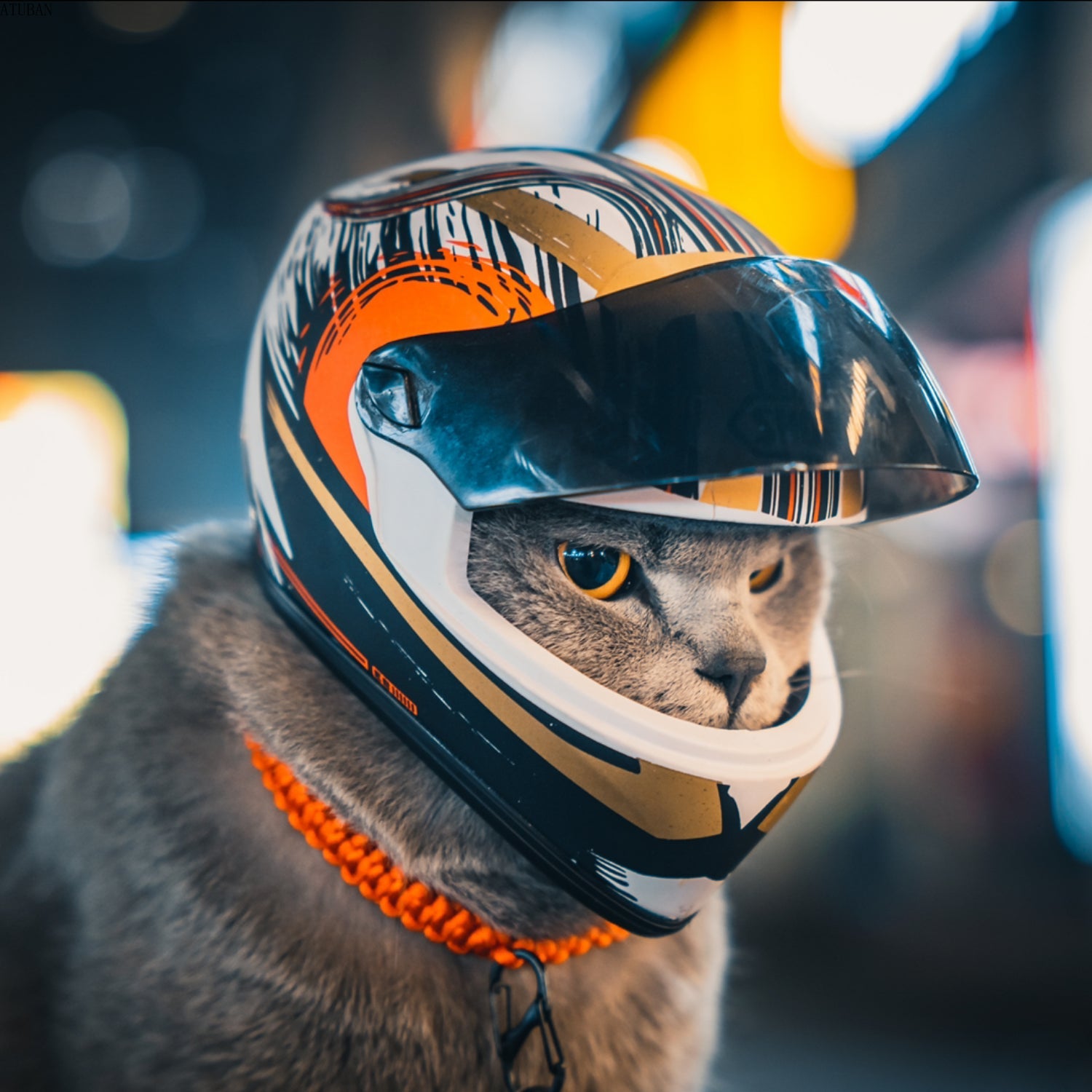 Cute Pet Helmets, Cat ,Dog Helmet - Cutier Store