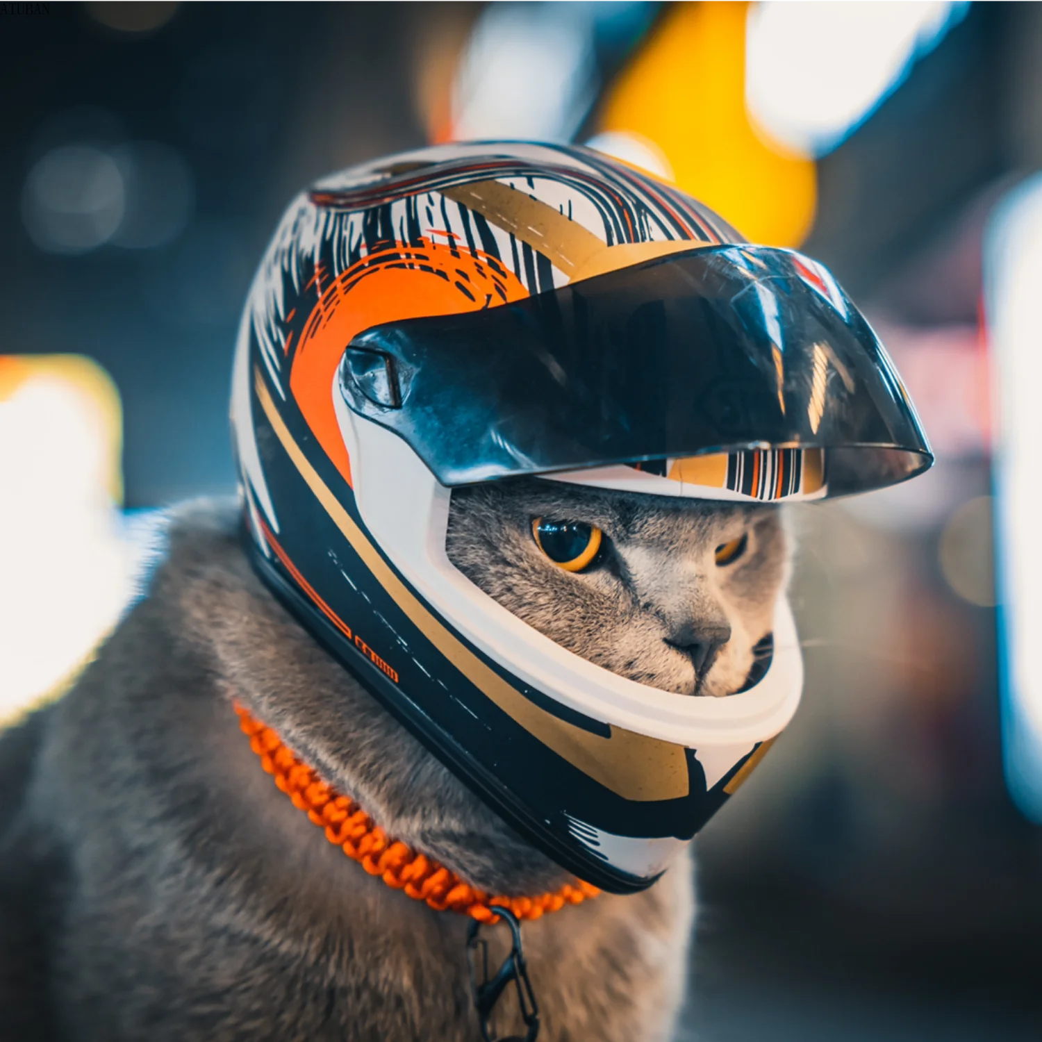 Cute Pet Helmets, Cat ,Dog Helmet - Cutier Store