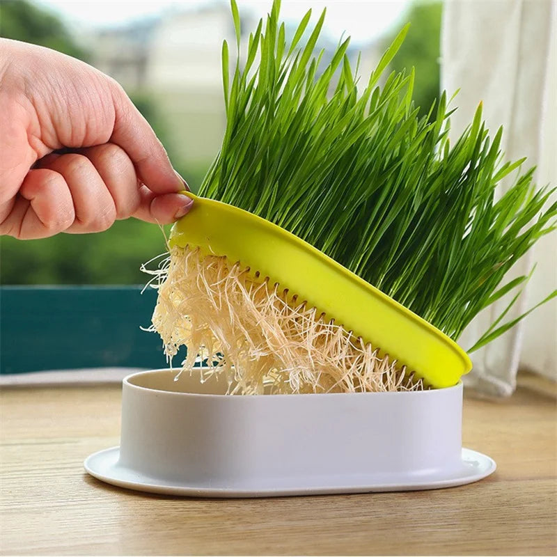 Cute Organic Cat Grass Grower - Cutier Store