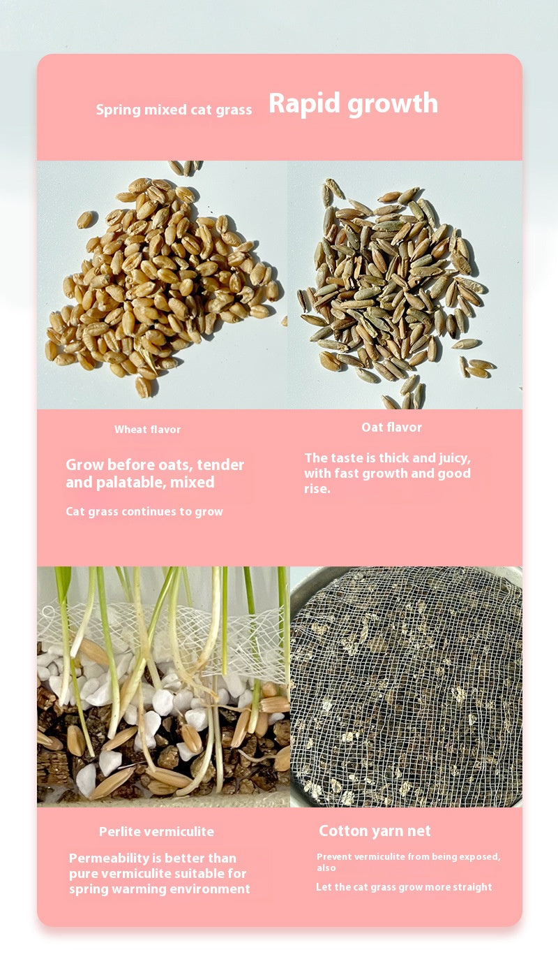 Organic cat Grass - Cutier Store