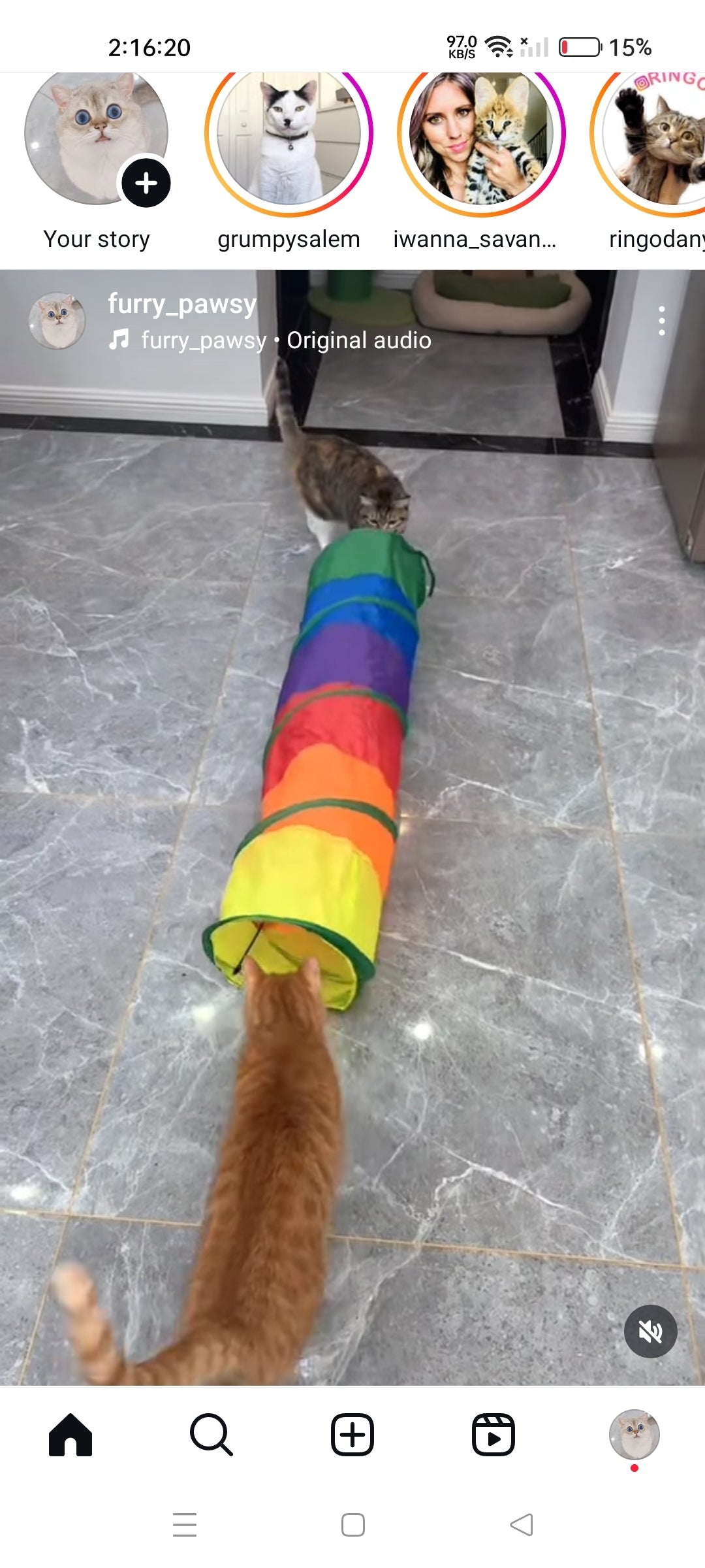 Cat Tunnel Toy - Cutier Store