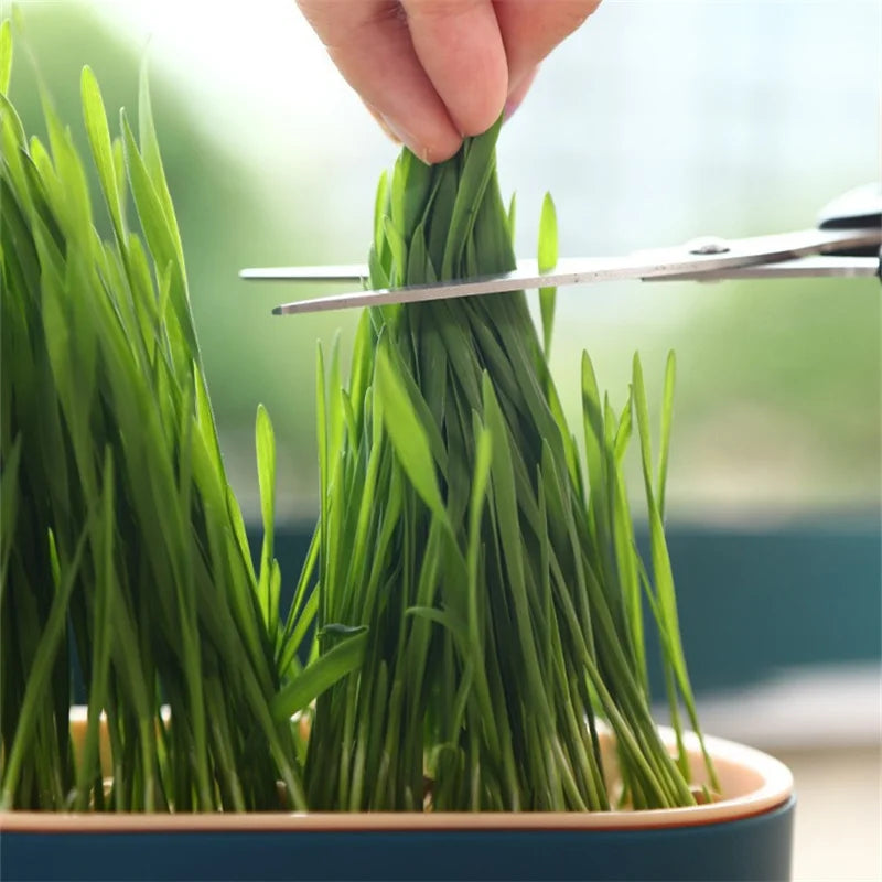 Cute Organic Cat Grass Grower - Cutier Store