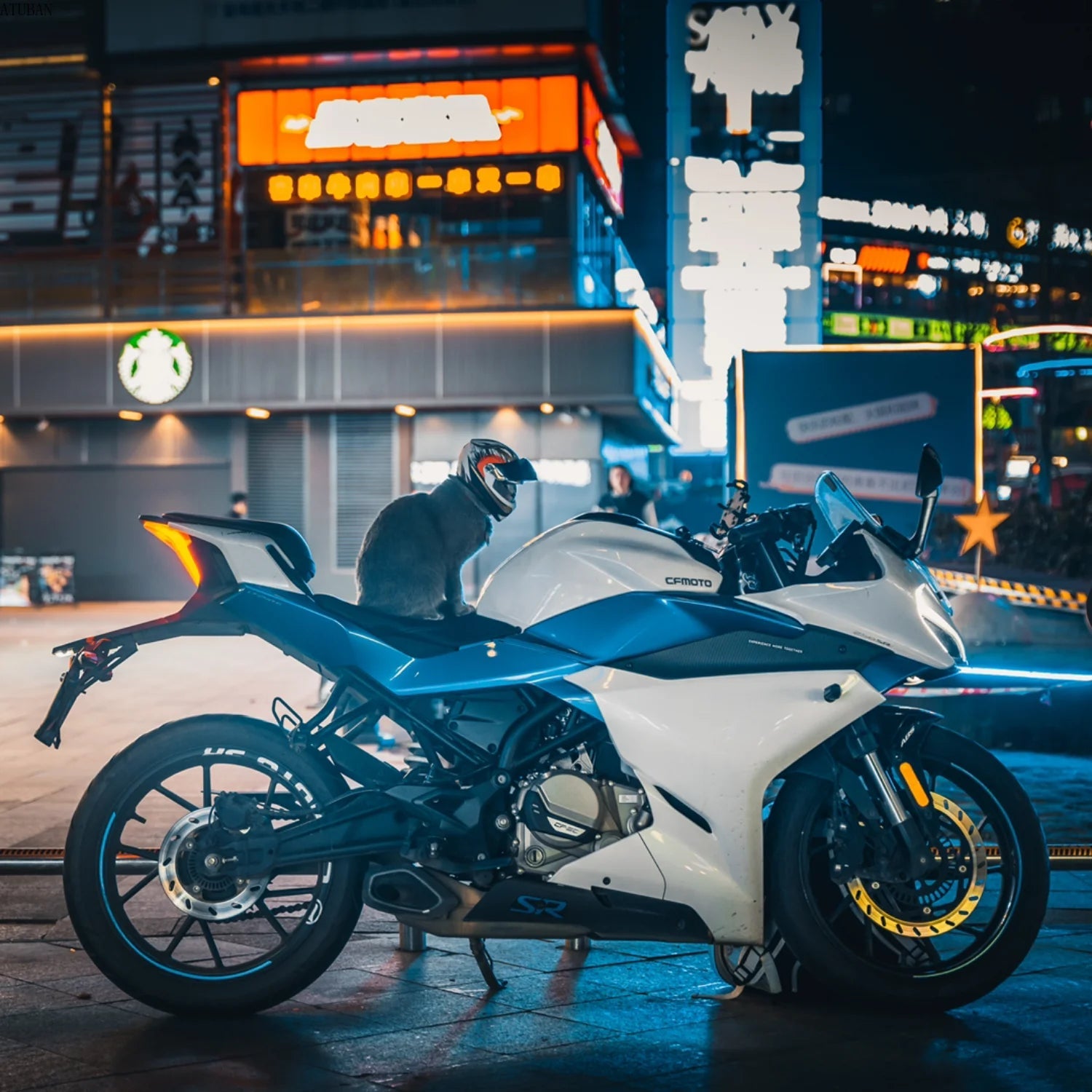 Cute Pet Helmets, Cat ,Dog Helmet - Cutier Store