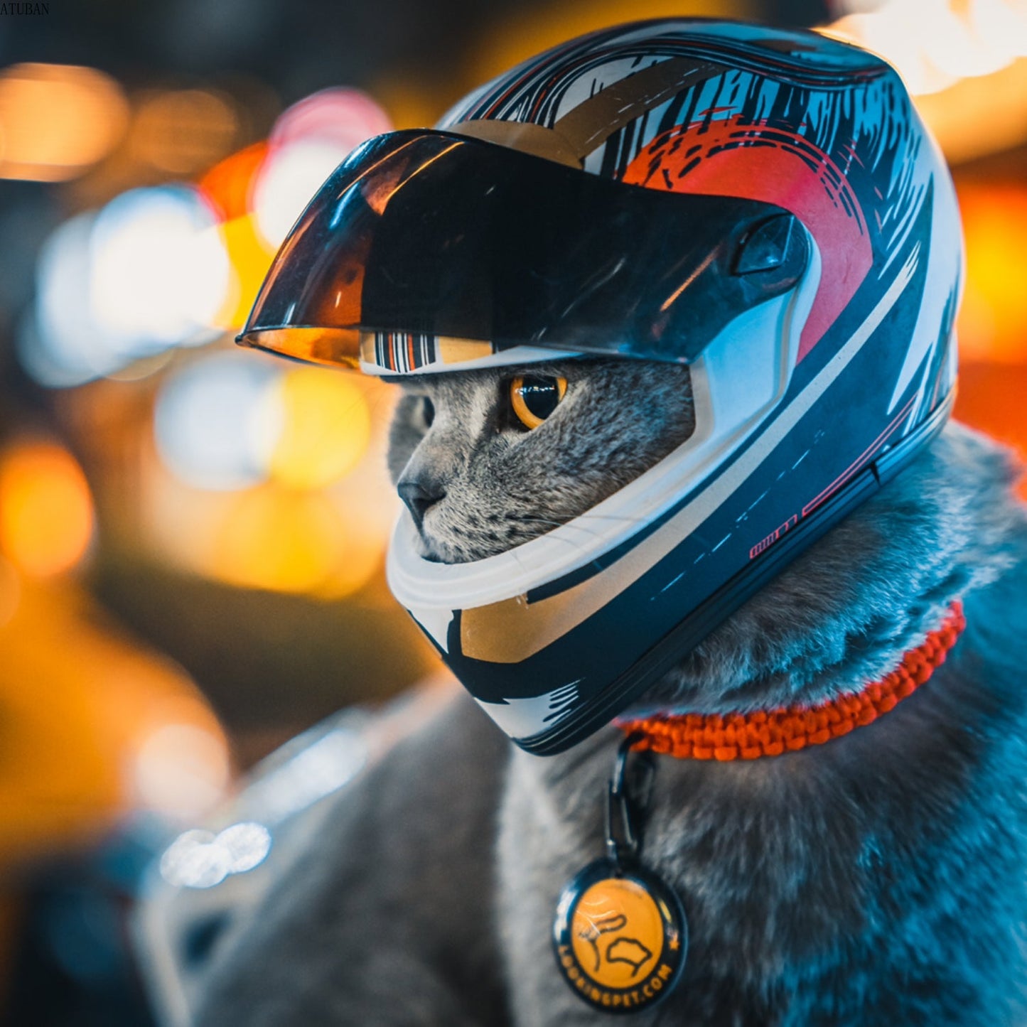 Cute Pet Helmets, Cat ,Dog Helmet - Cutier Store