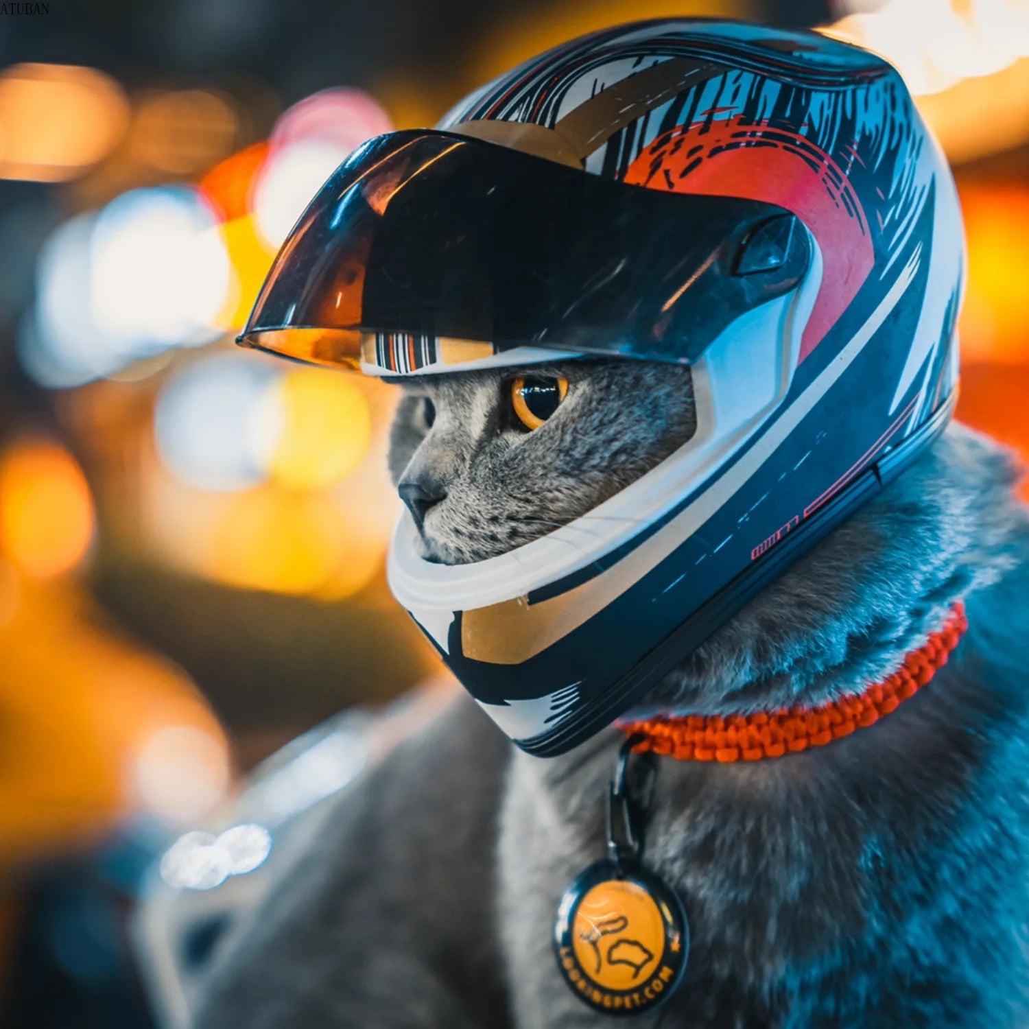 Cute Pet Helmets, Cat ,Dog Helmet - Cutier Store