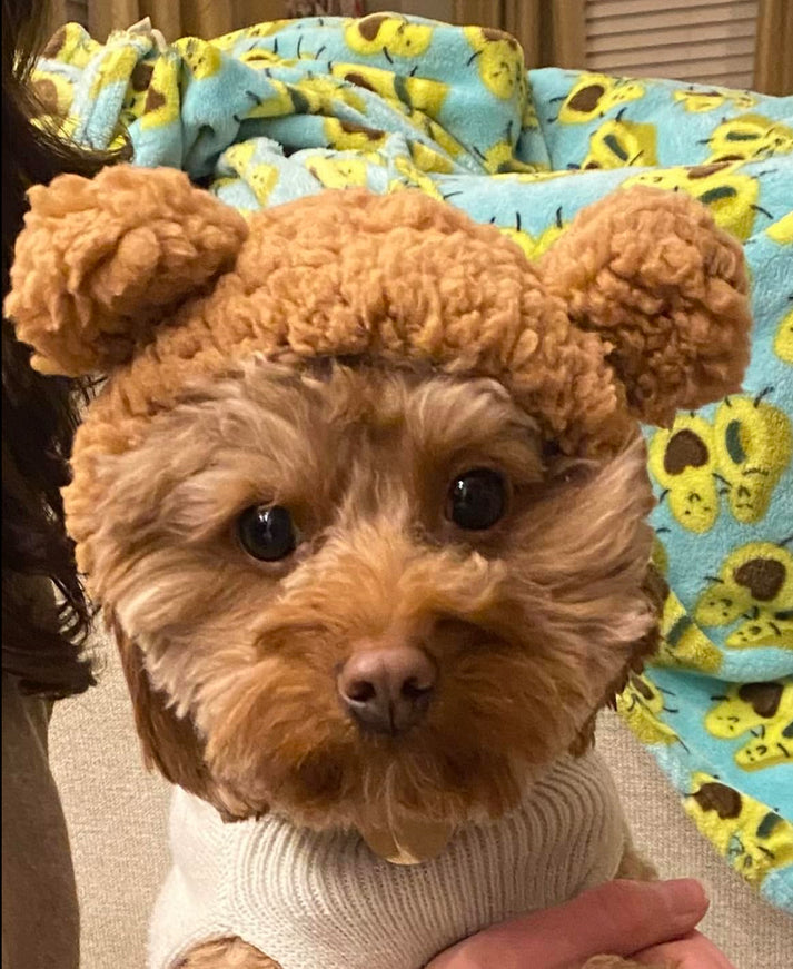 Cute Winter Pet Bear Hat
