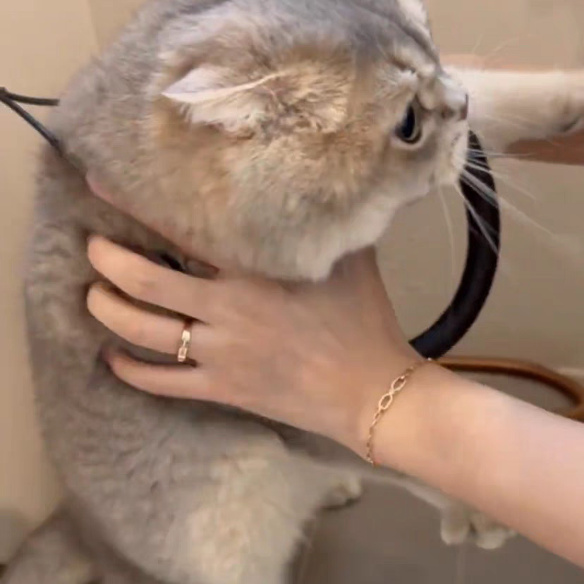 Pet grooming restraint leash - Cutier Store