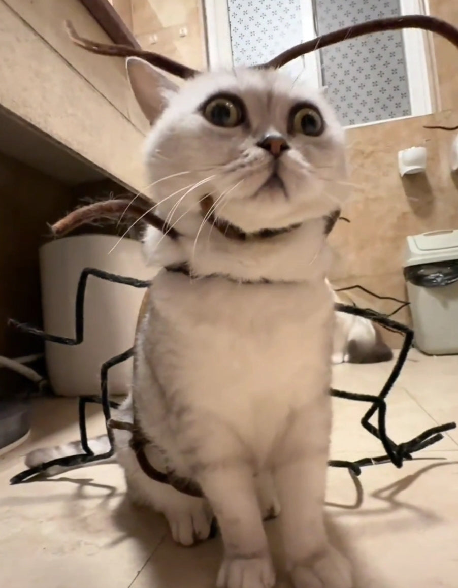 Funny Cockroach Cat Costume - Cutier Store