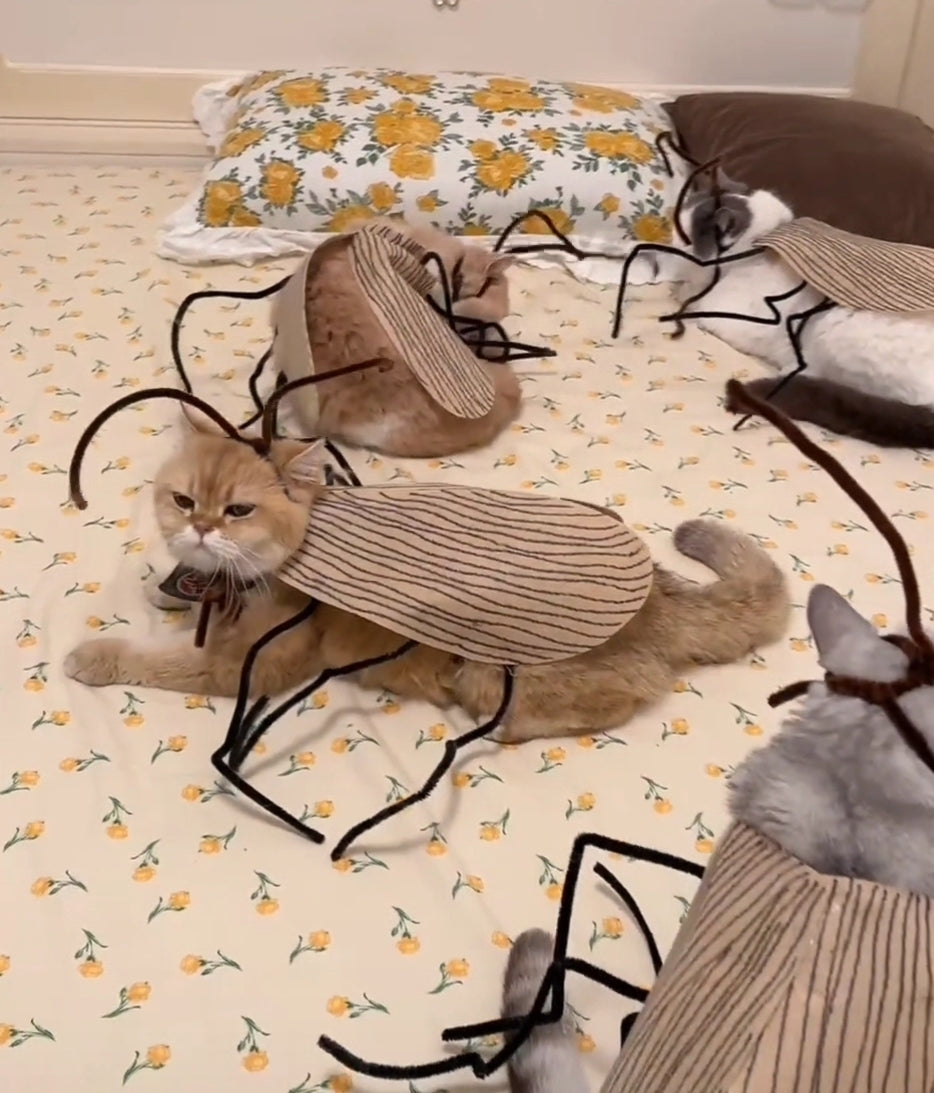 Funny Cockroach Cat Costume - Cutier Store