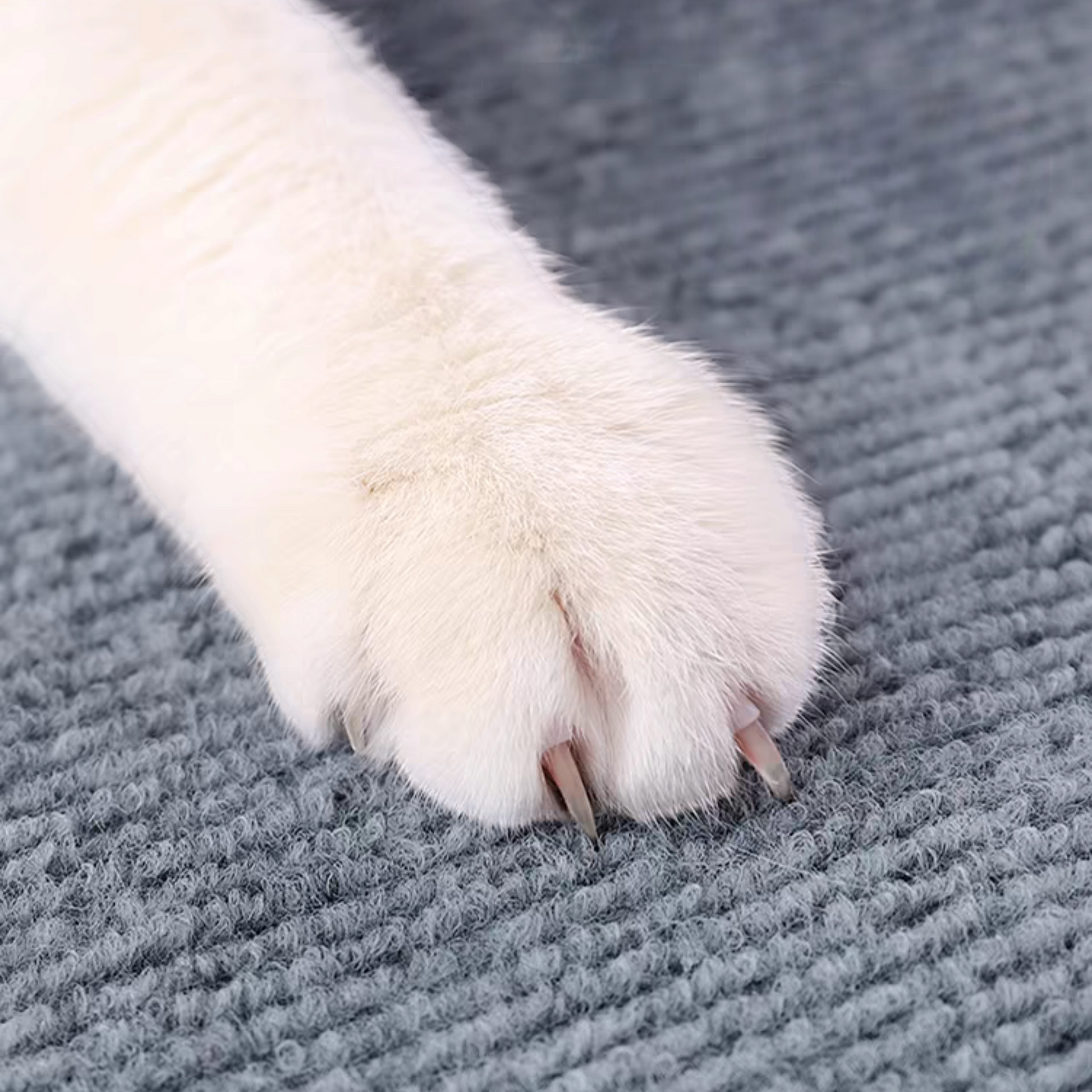 DIY Climbing Cat Scratcher - Cutier Store