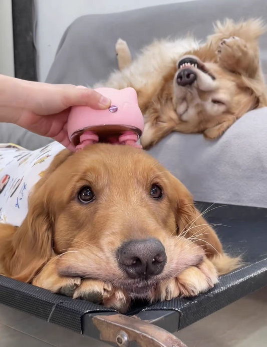 Pet head massager - Cutier Store