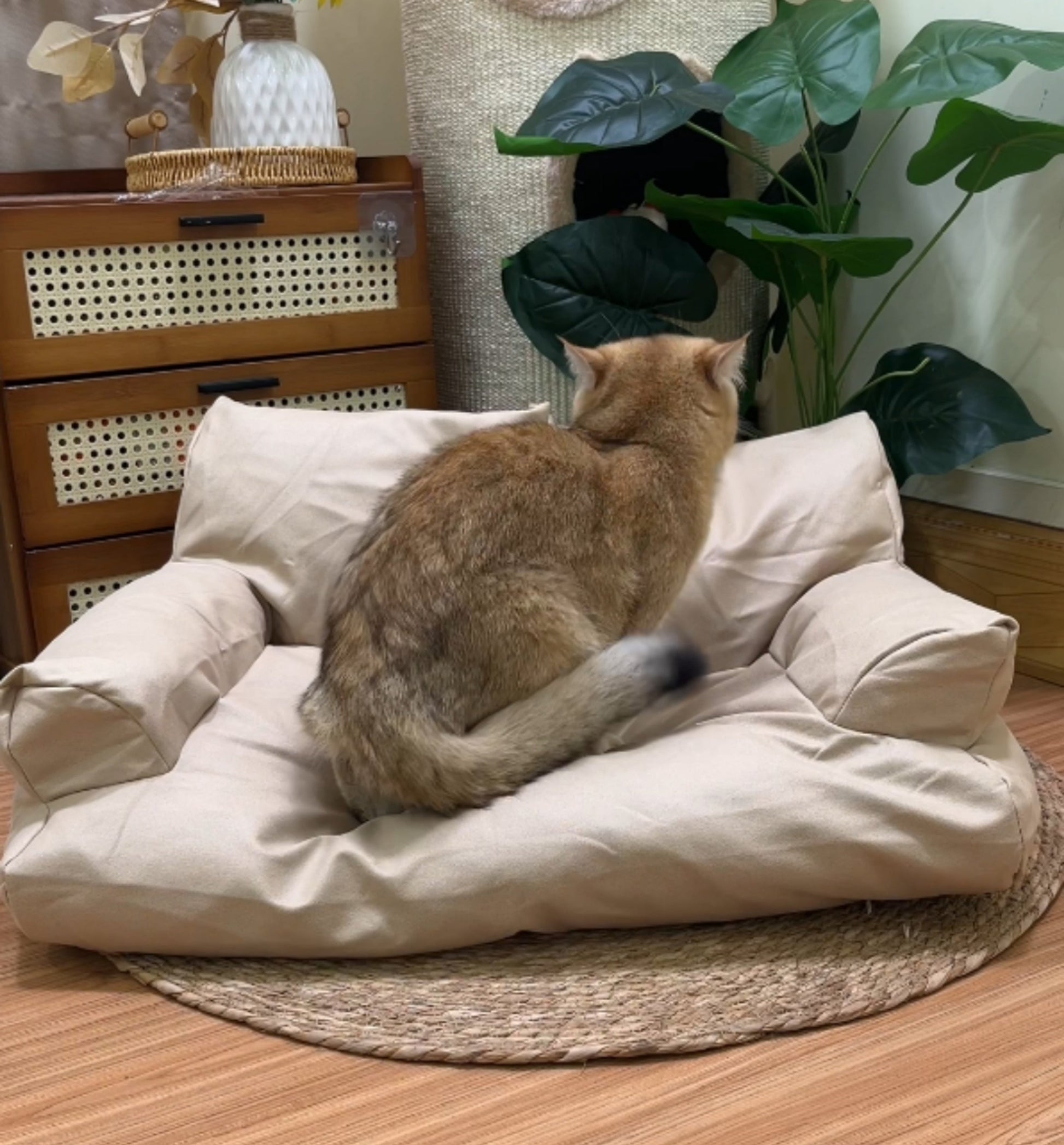 Cat couch for all seasons - Cutier Store