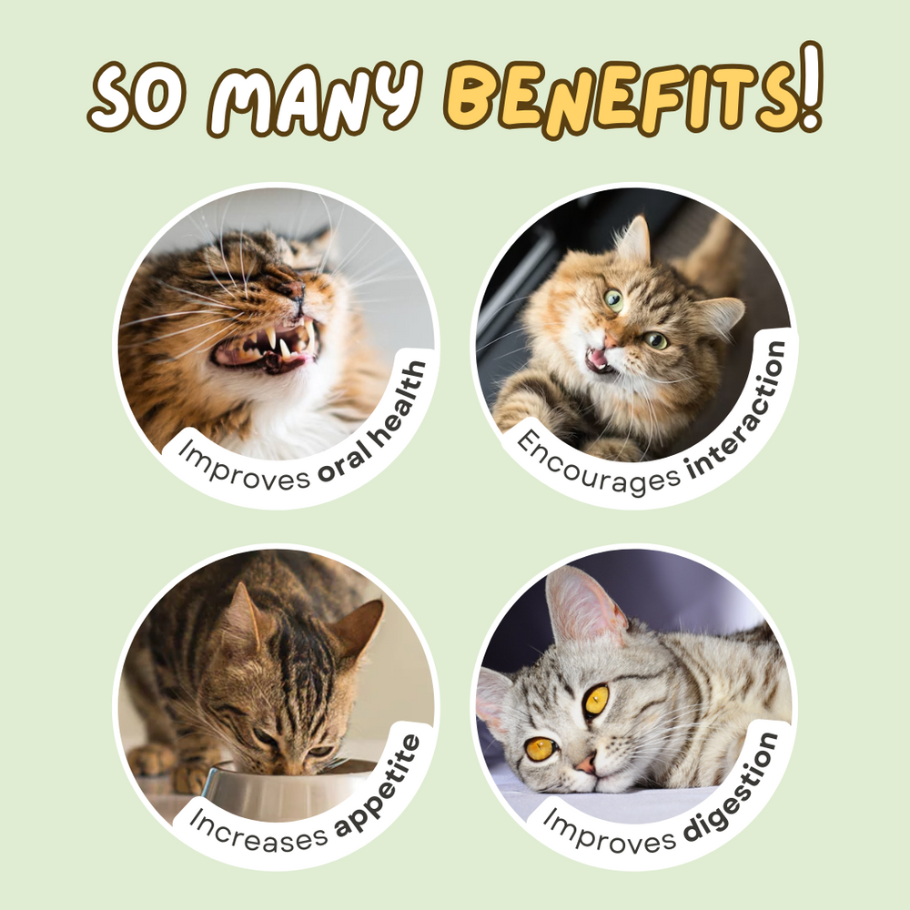 Catnip licking ball - Cutier Store