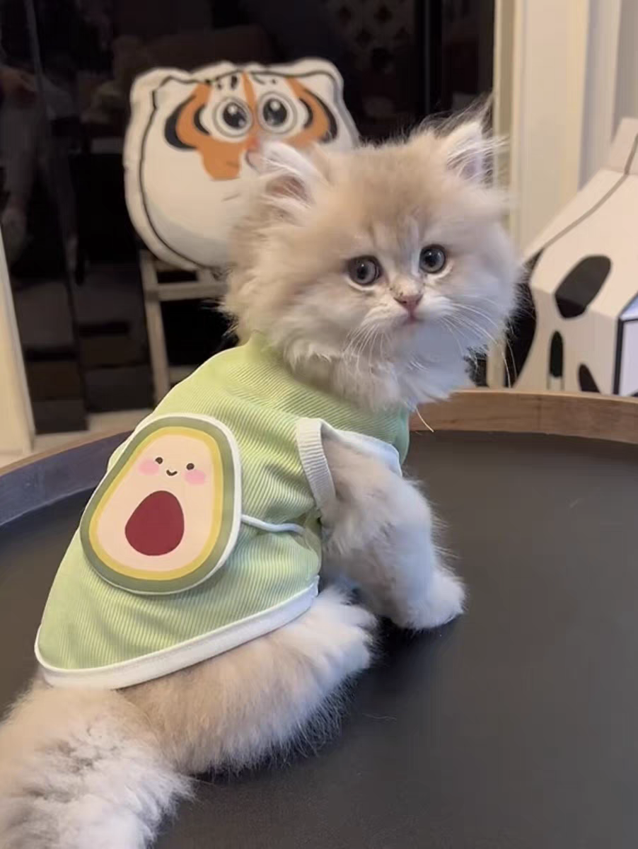 Avocado Summer Cool Vest - Cutier Store