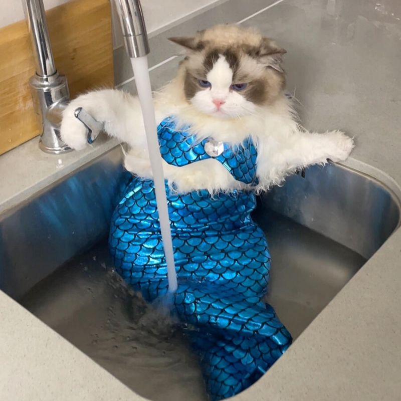 Cute Mermaid Cat suit