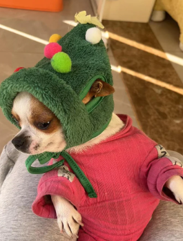 Cutest Christmas pet tree scarf Set