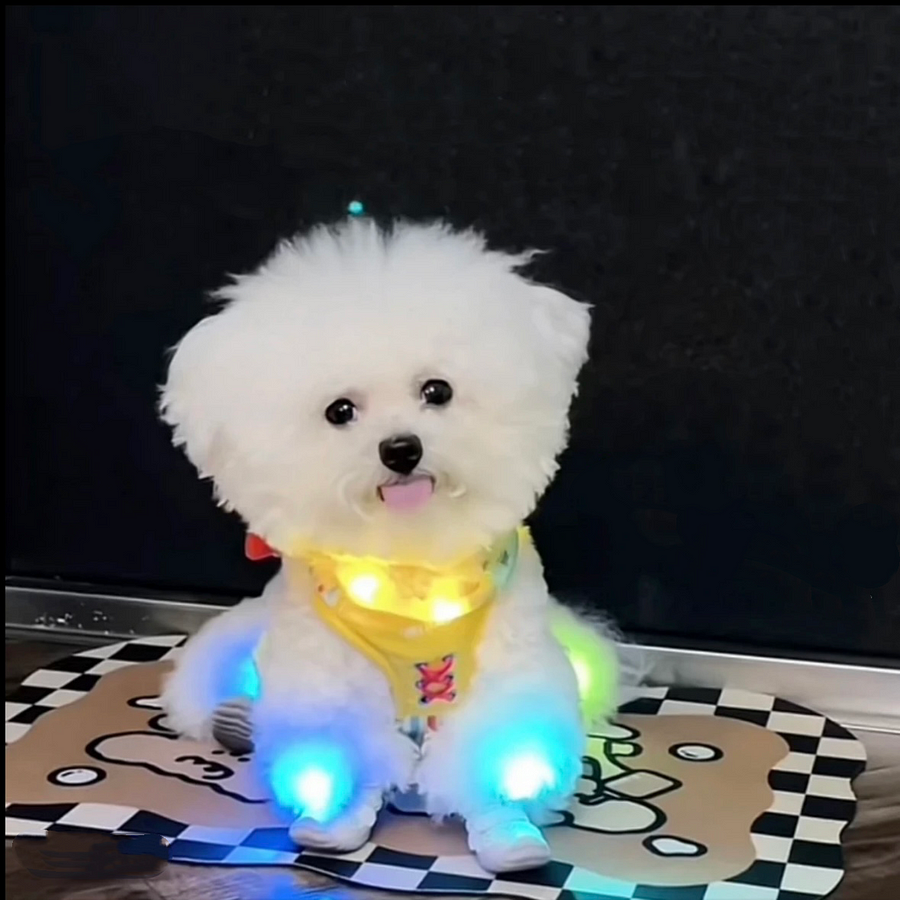 Clip-On LED Shoe Lights for Pets - Night Safety (4 Pack)