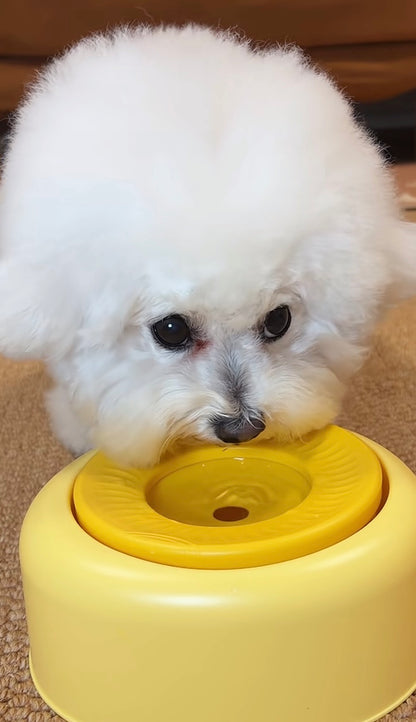Small white dog with a yellow bowl on a carpeted floor