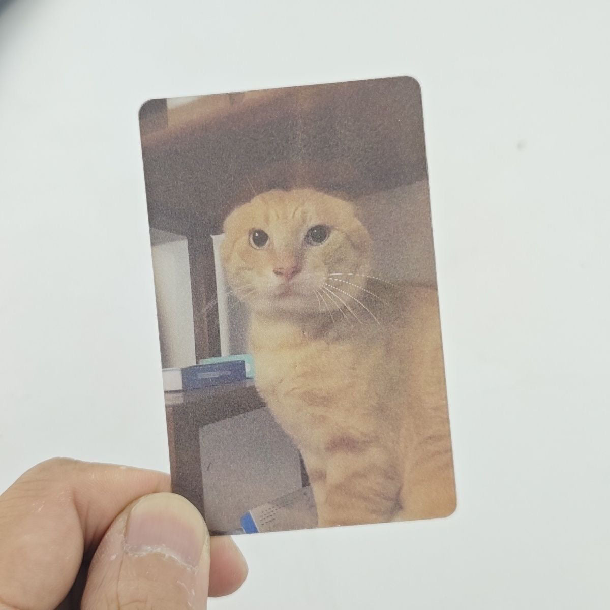 😼 Holographic Cat Reaction FlashCard – Funny 2-Image Flip Acrylic Meme Tag Keepsake