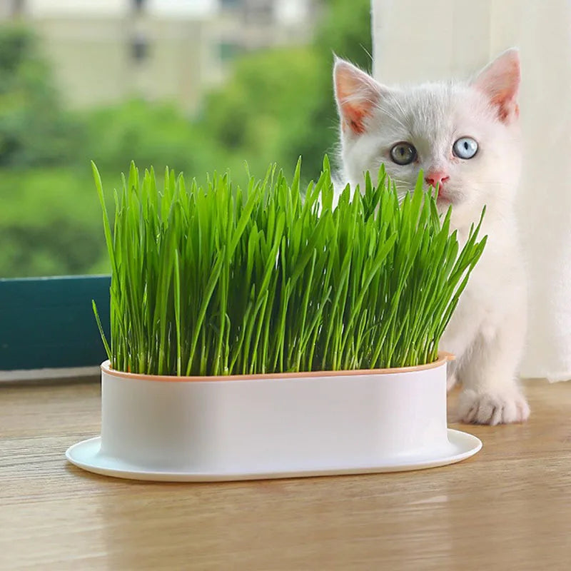 Cute Cat Grass Grower