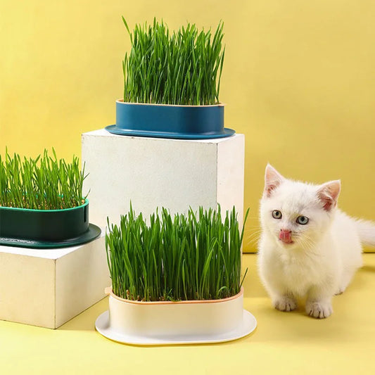 Cute Cat Grass Grower