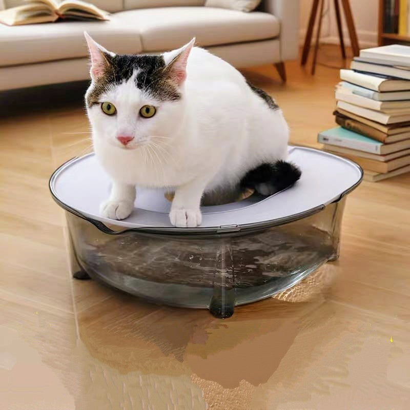 Cat sitting on a transparent pet exercise wheel in a living room.