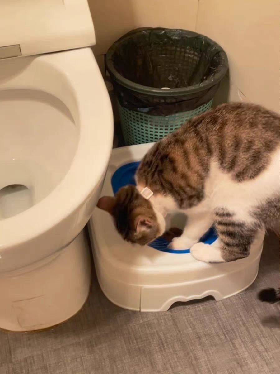 Multifunctional pet Toilet Training Box