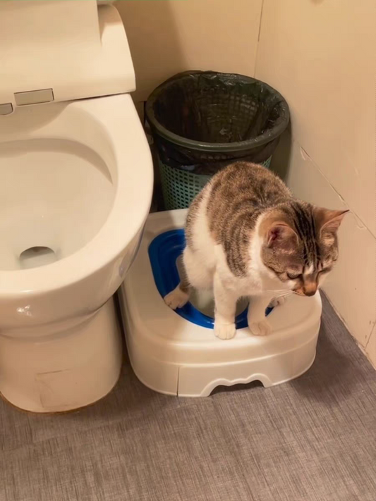 Multifunctional pet Toilet Training Box